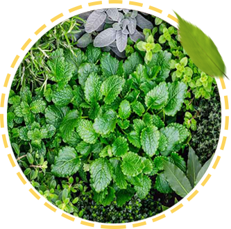 Herbs